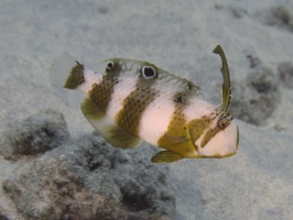 53 Peacock Razorfish Juvenile IMG 2357